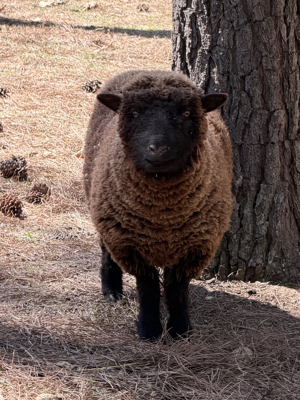 Ethel, photo 2