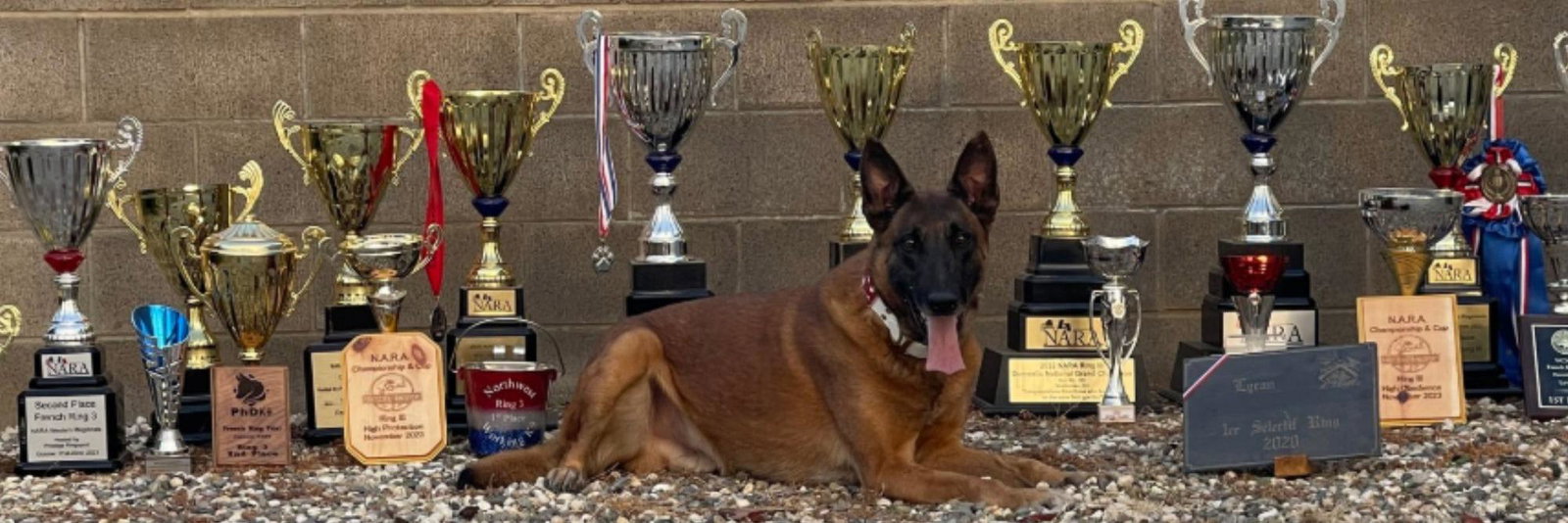 Prestige Protection Dogs profile cover image