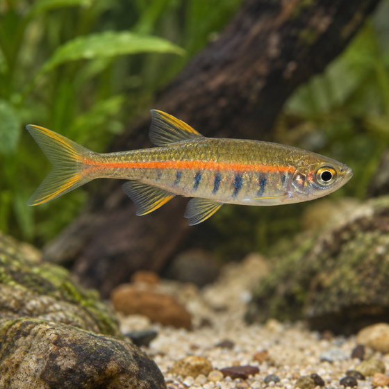 Danio choprae