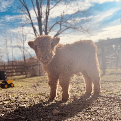 Turkey profile picture