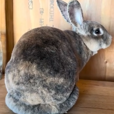 Peanut Butter profile picture