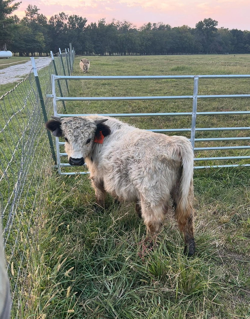 A Peculiar Farm Harley, photo 3