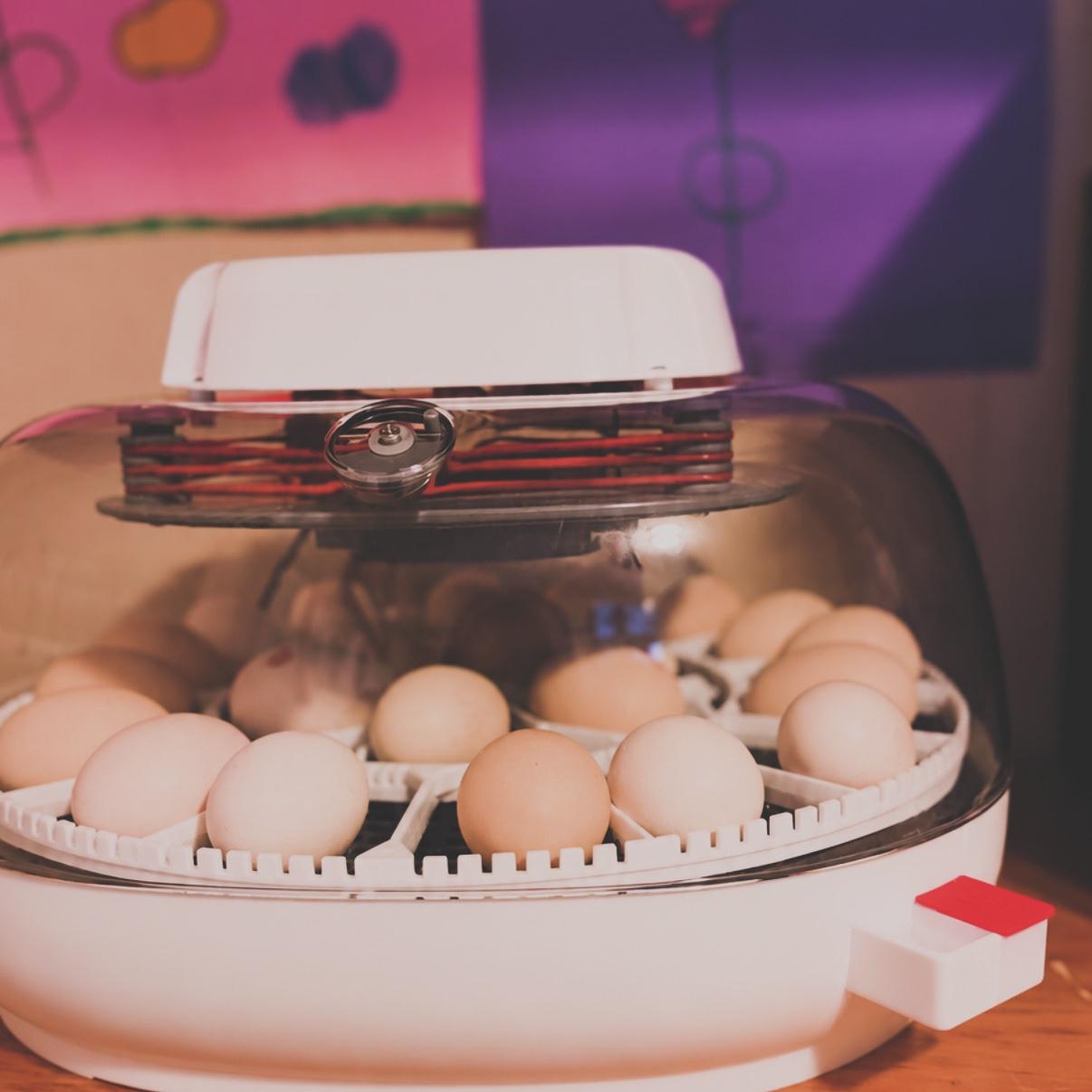 Silkie Eggs