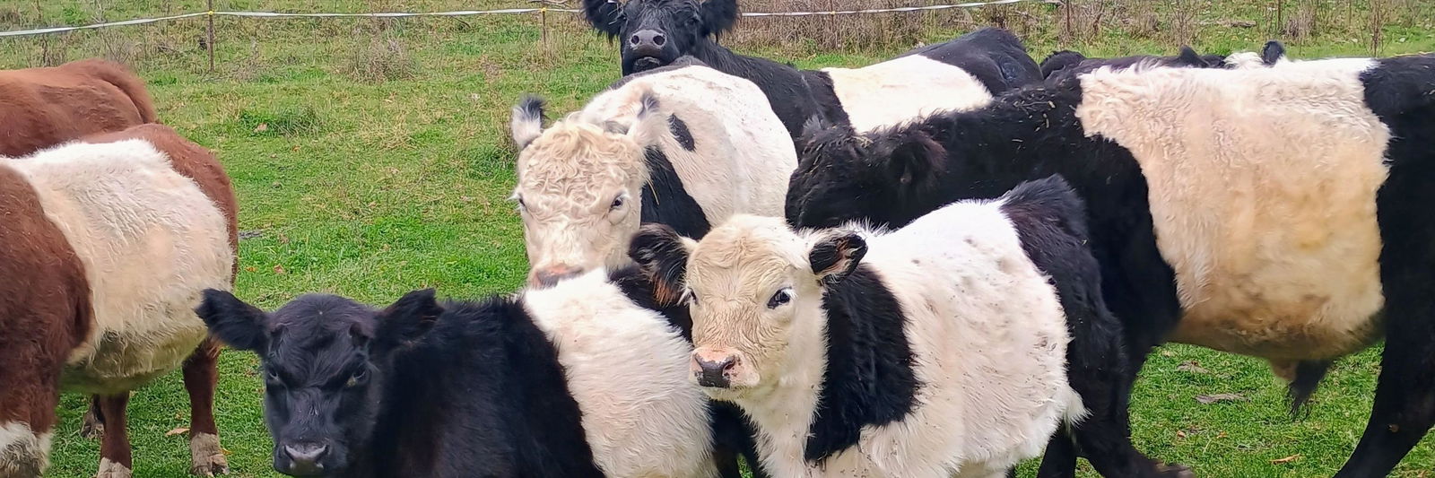 JON BORRESON profile cover image