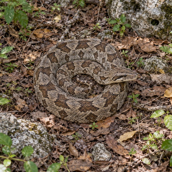 Cuban boa