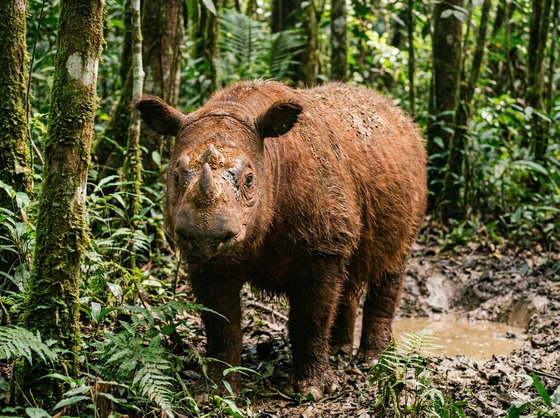 Sumatran rhinoceros