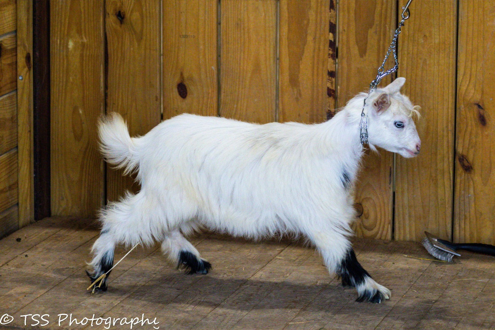 Keen's Rustic Minis Calamity x SRL Mick Doe 1