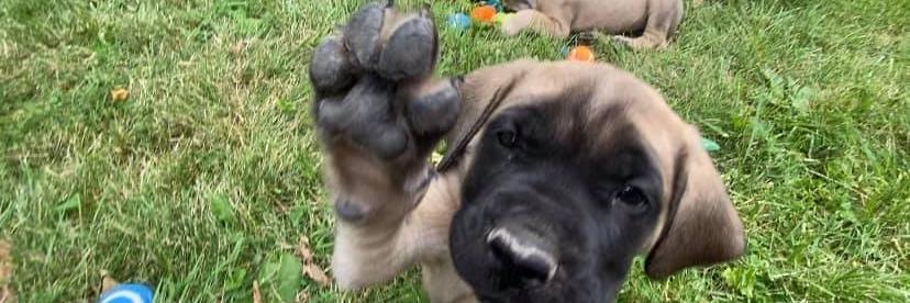 Freedom the English Mastiff Stud profile cover image