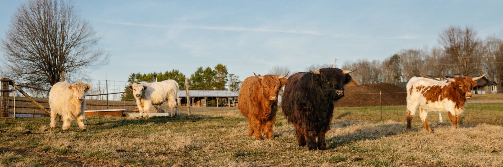 Chelsey Adams profile cover image