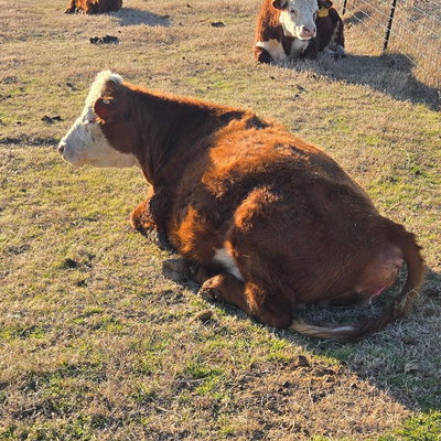 Buttercup profile picture