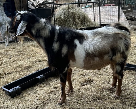 Photo of a Nubian goat recorded as buckskin
