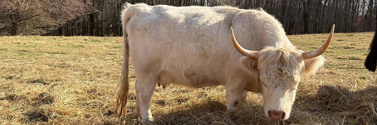 Ruth profile cover image