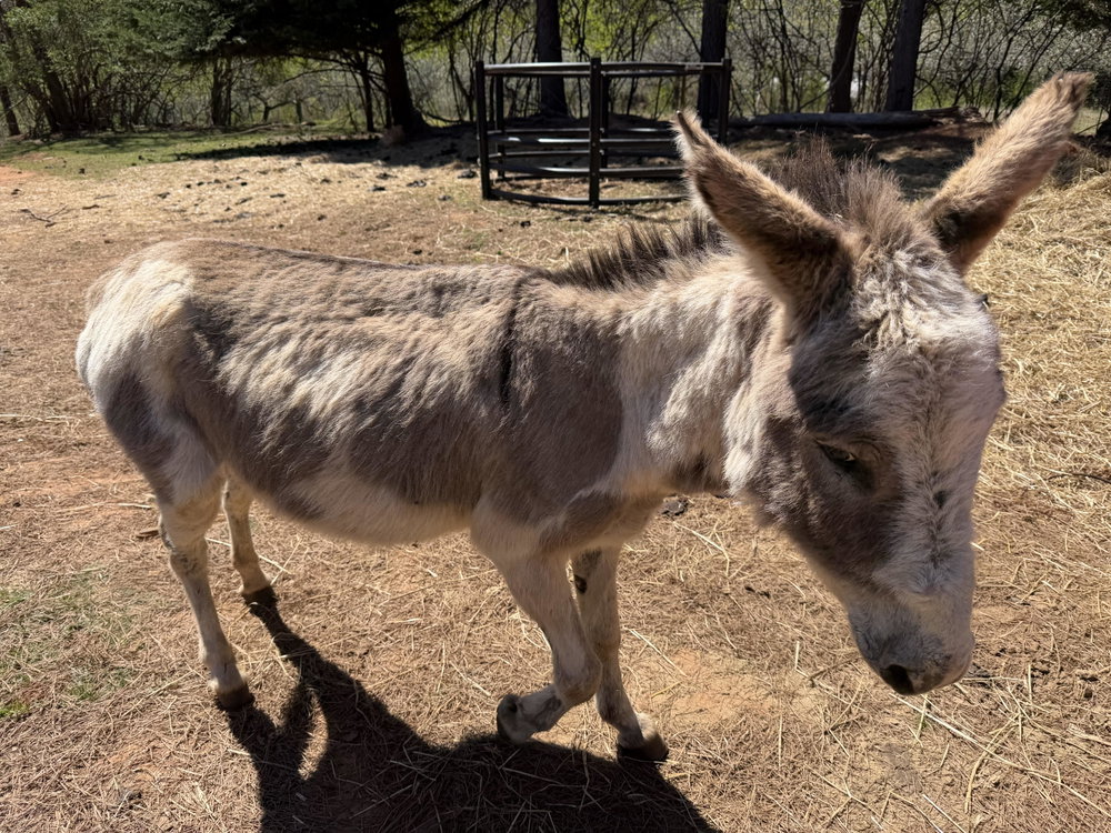 Tonto, photo 3