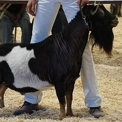 GCH Old Mountain Farm Shrove 2ZDAY +*B profile picture