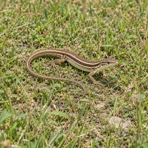 Asian grass lizard