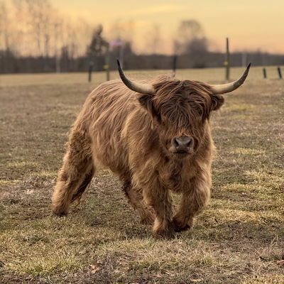 Dunkin’ profile picture