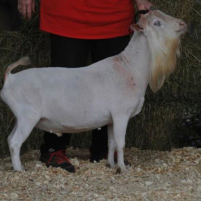 GCH Farm Oldesouth Blue Blanc Sabr ++B profile picture