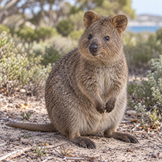 quokka