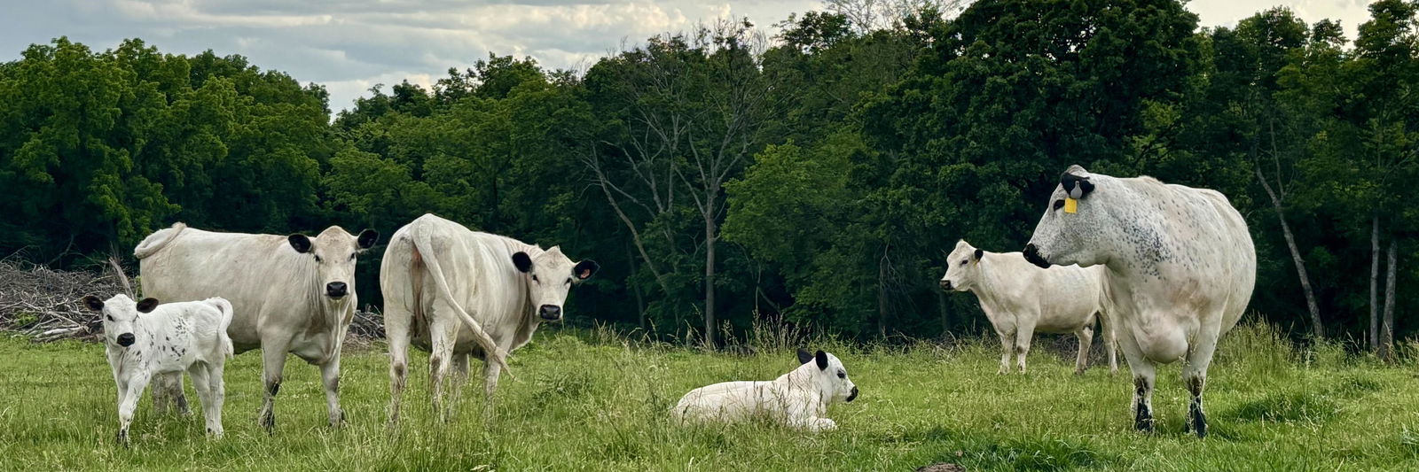 Fern profile cover image