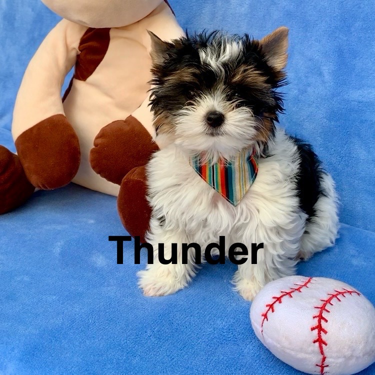 Thunder profile picture