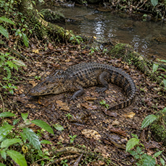 Cuvier's dwarf caiman