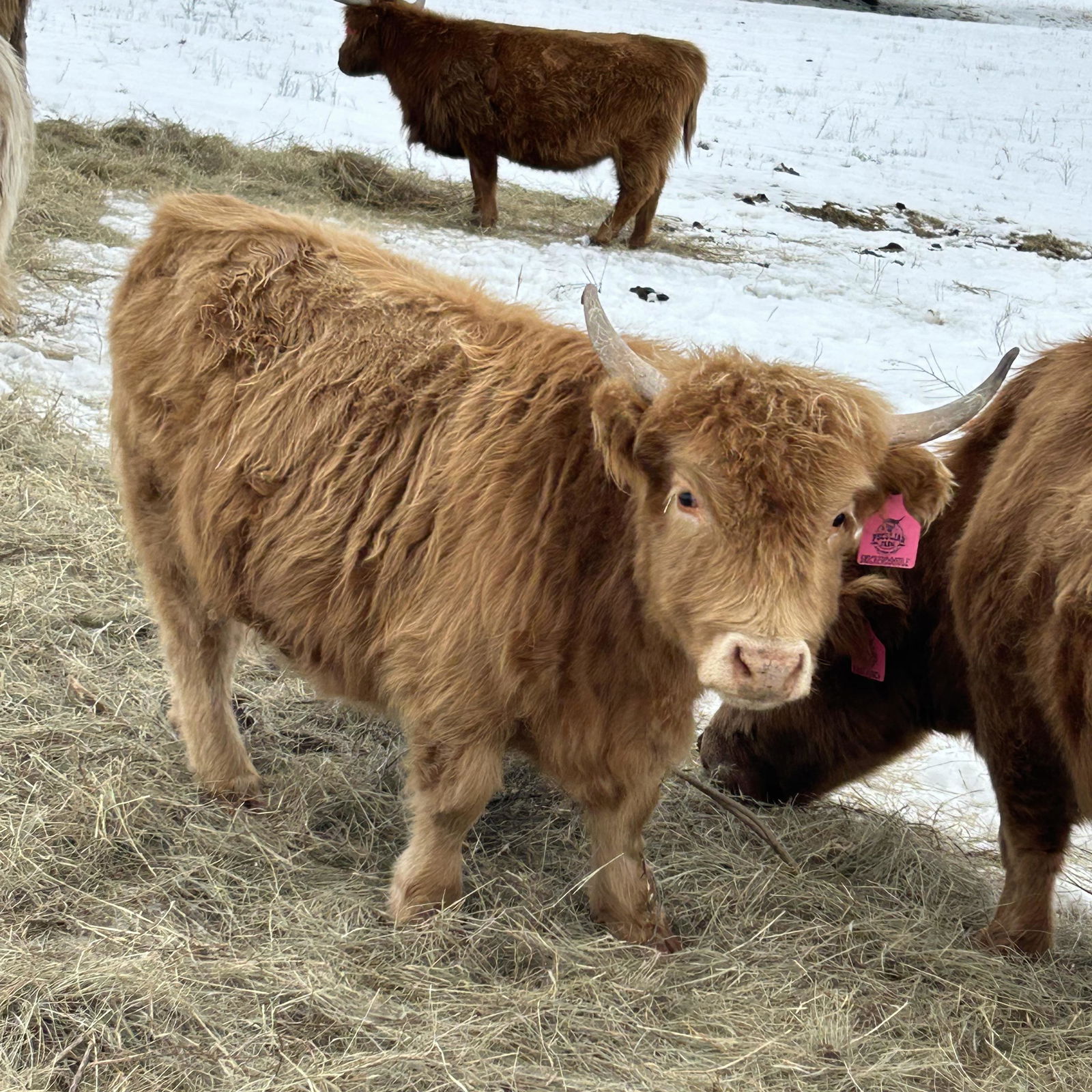 A Peculiar Farm Snickerdoodle