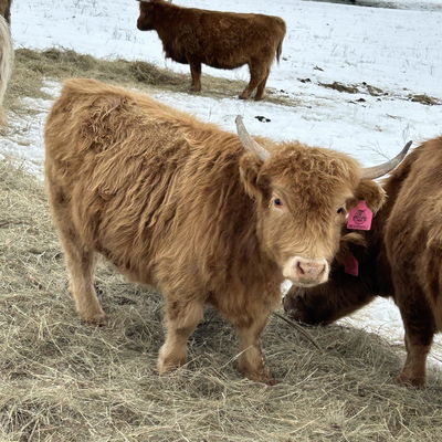 A Peculiar Farm Snickerdoodle profile picture