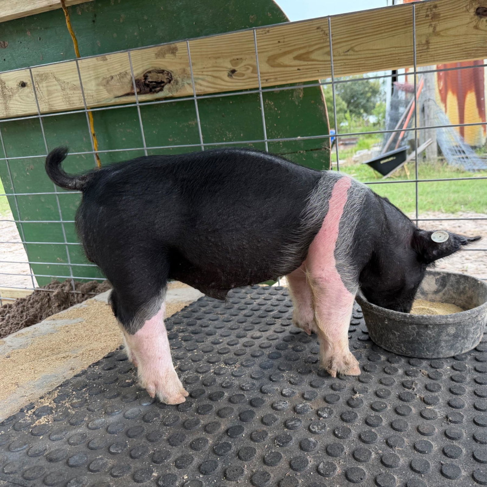 Piggy Smalls
