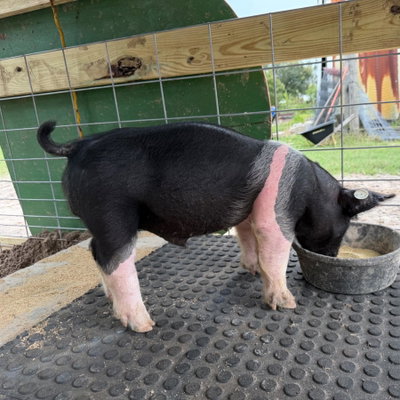 Piggy Smalls profile picture