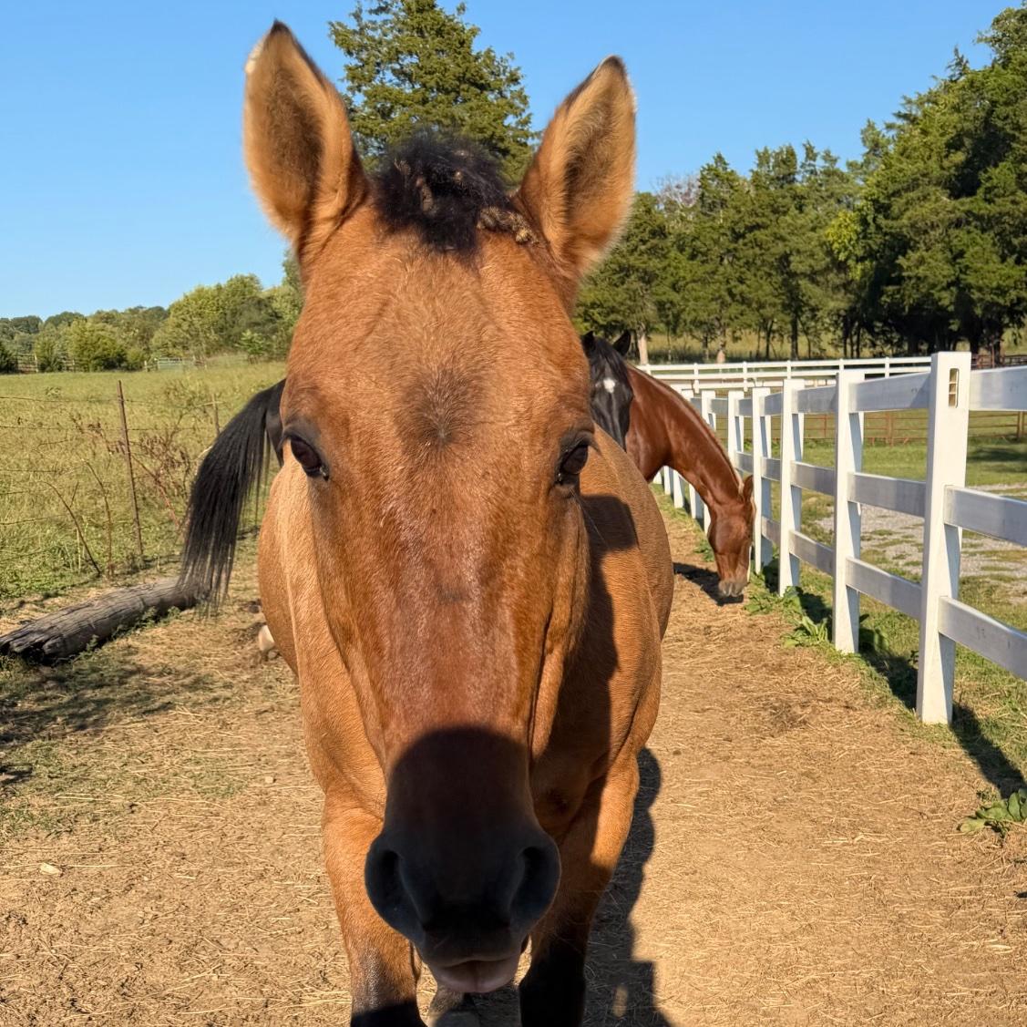 Ember