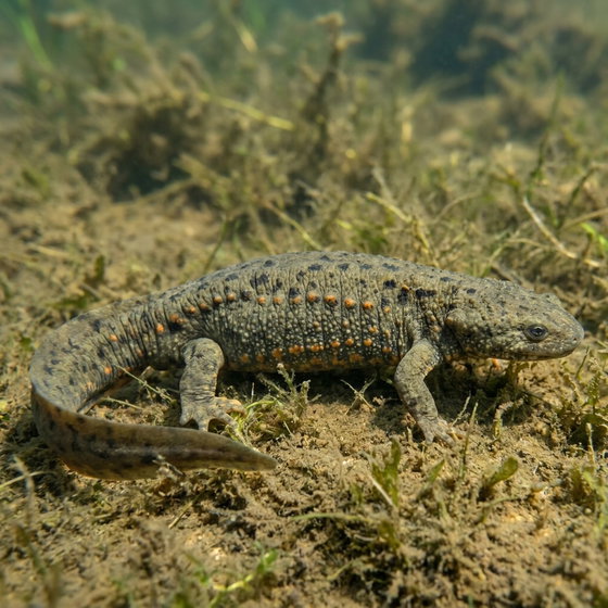 Spanish ribbed newt