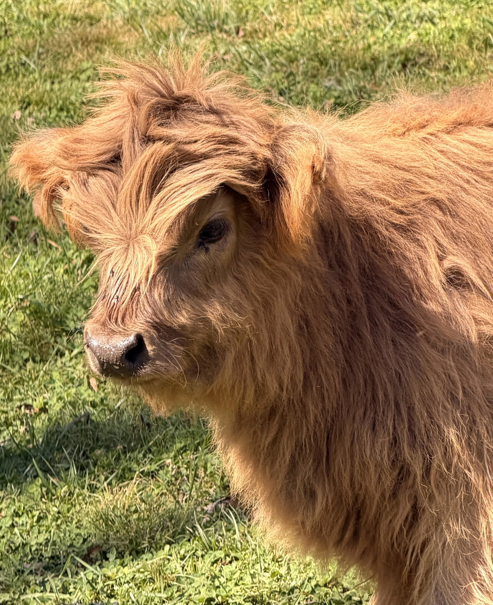 Honey, photo 2