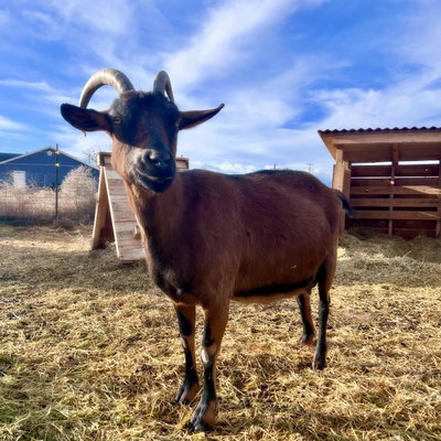 Penny profile picture