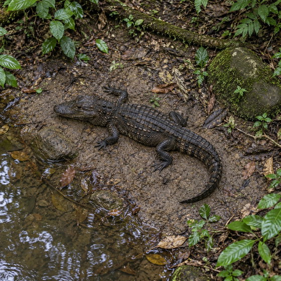 Osborn's dwarf crocodile