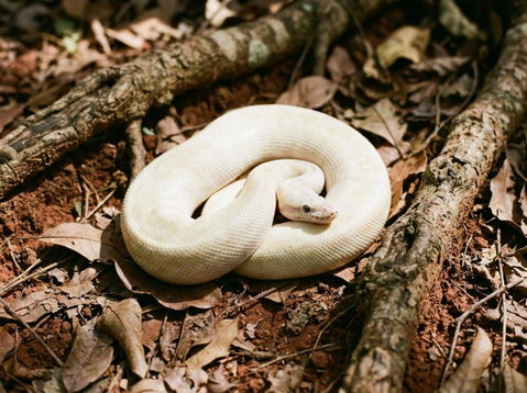 Example Ivory