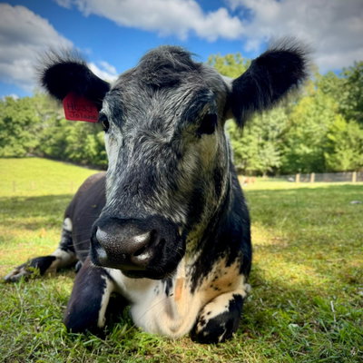 Jolene profile picture