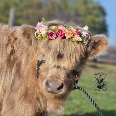 Willow Rose of Kilmacolm profile picture