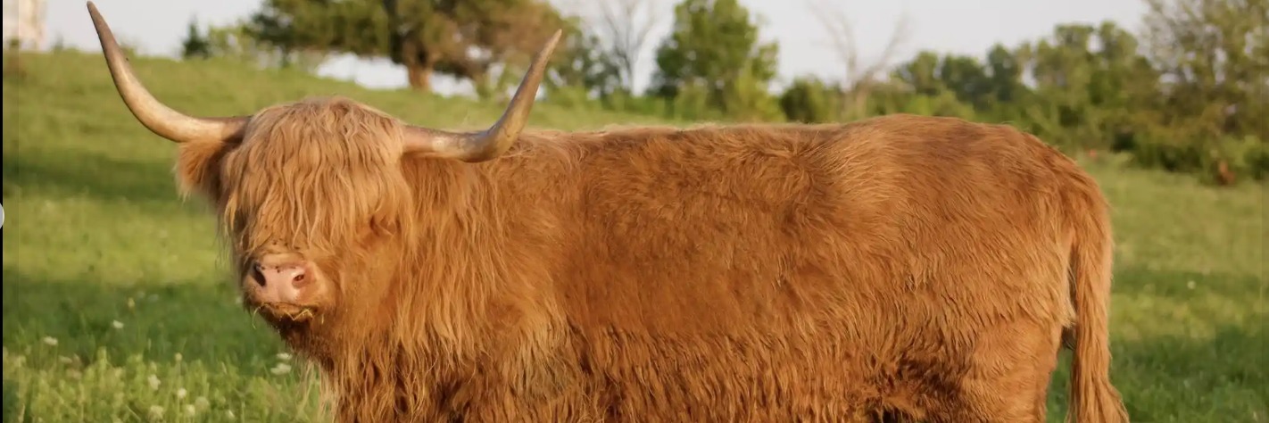 Cedar Creek Ranch profile cover image