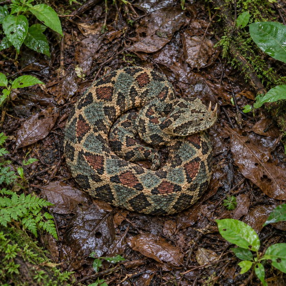 rhinoceros viper
