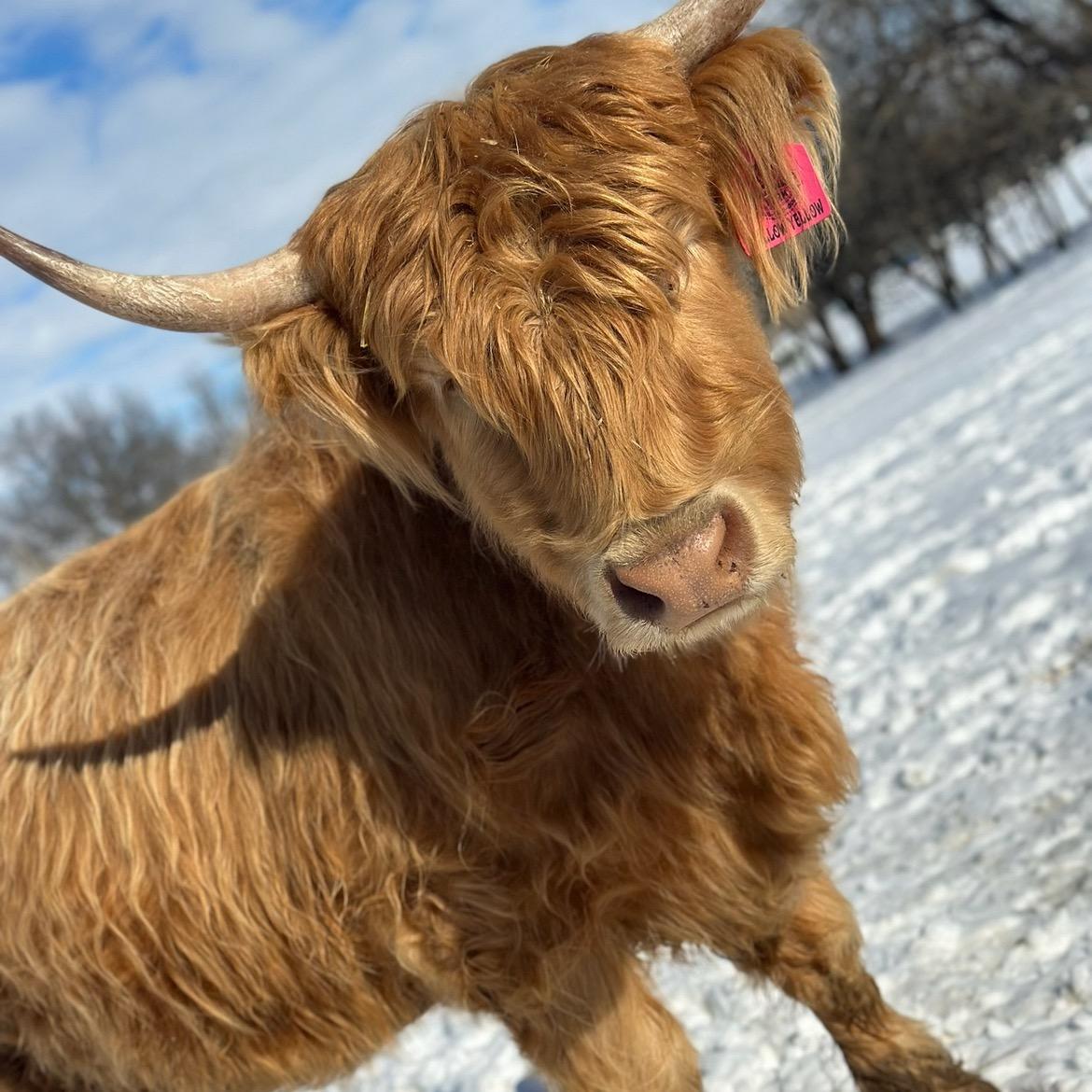 A Peculiar Farm Mellow Yellow