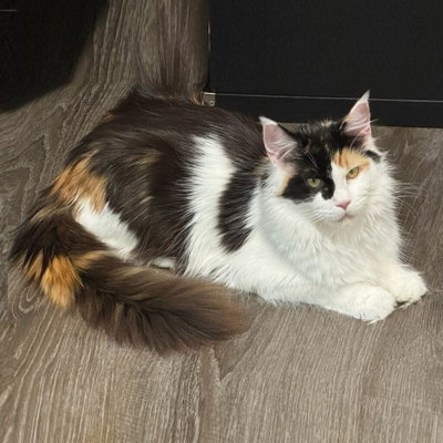 Belladolcemainecoons profile picture