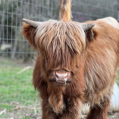 Chreesh profile picture