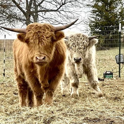 Hidden Creek Highlands/Carson Ranch profile picture