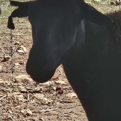 Ripped ear profile picture