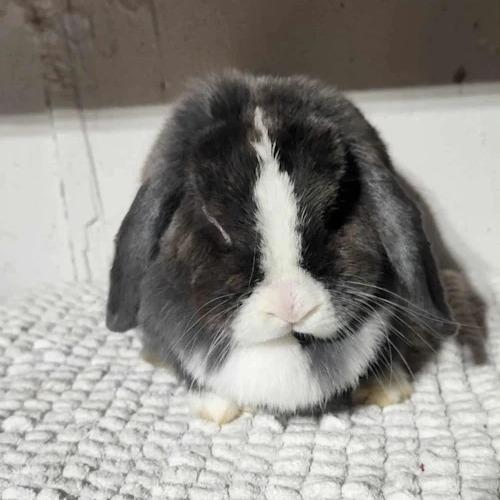 Goshen Bunnies Flower