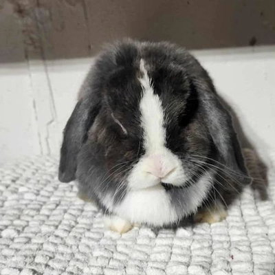 Goshen Bunnies Flower profile picture