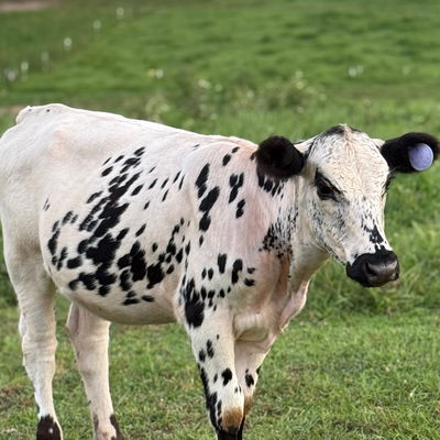 Opal profile picture