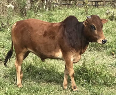 Smokey Valley’s Red Bison profile picture