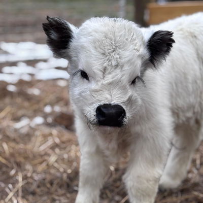 Macho’s Tank profile picture