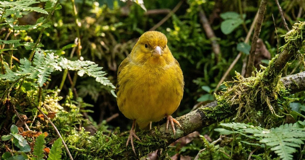 German Roller Canary: Breed Facts, Prices & Breeders | Creatures